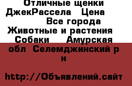 Отличные щенки ДжекРассела › Цена ­ 50 000 - Все города Животные и растения » Собаки   . Амурская обл.,Селемджинский р-н